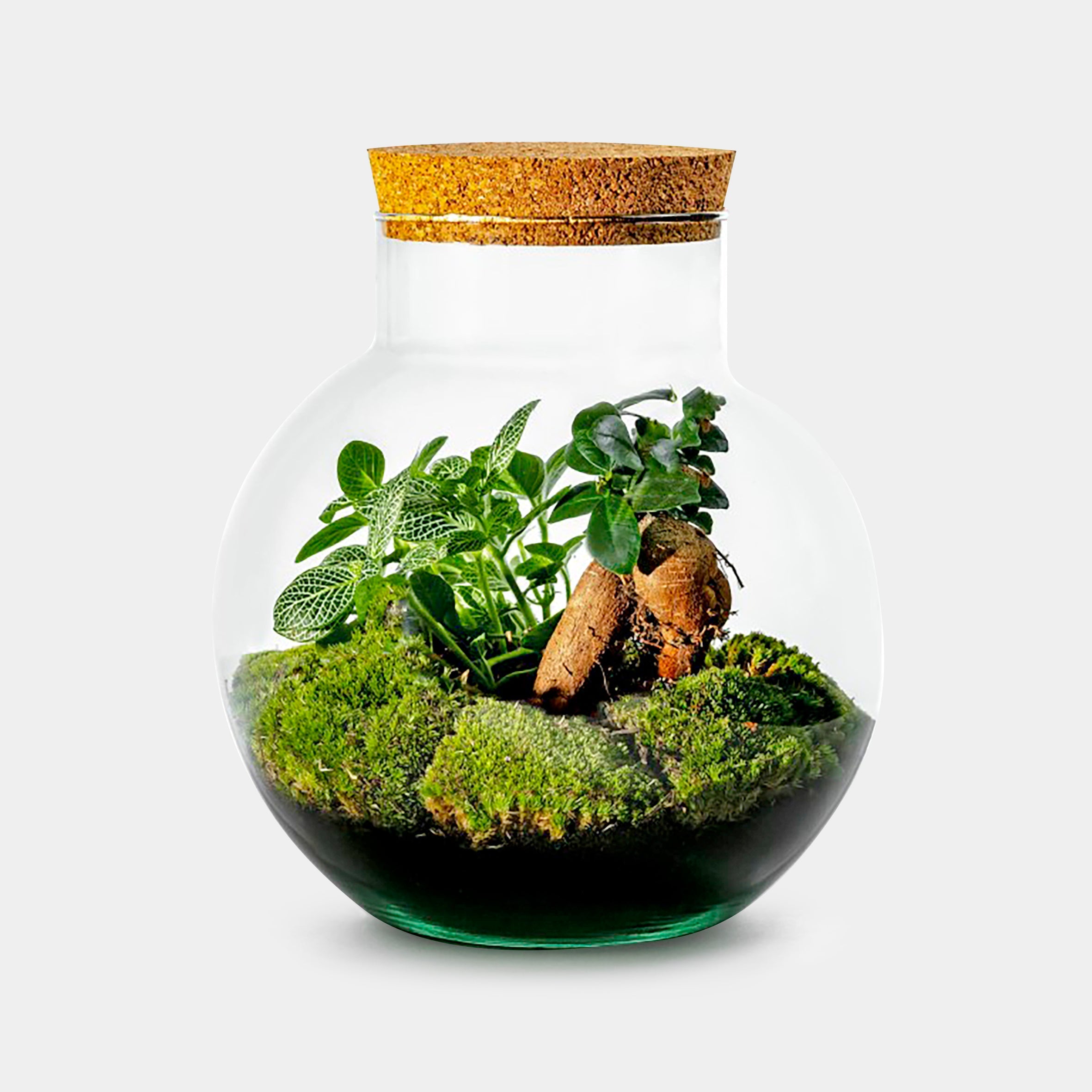 Bolder Bonsai - Terrarium - 30Cm