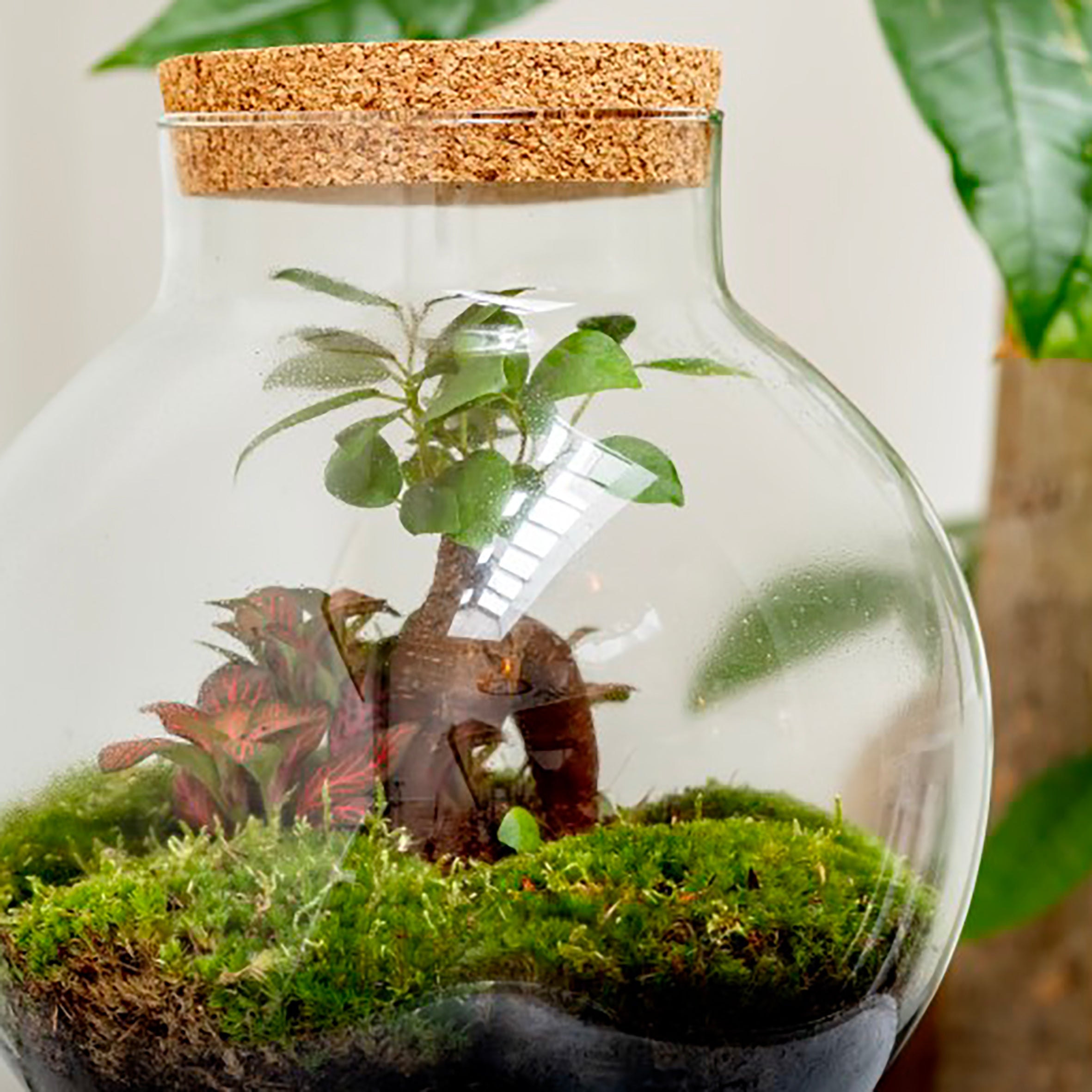 Bolder Bonsai - Terrarium - 30Cm