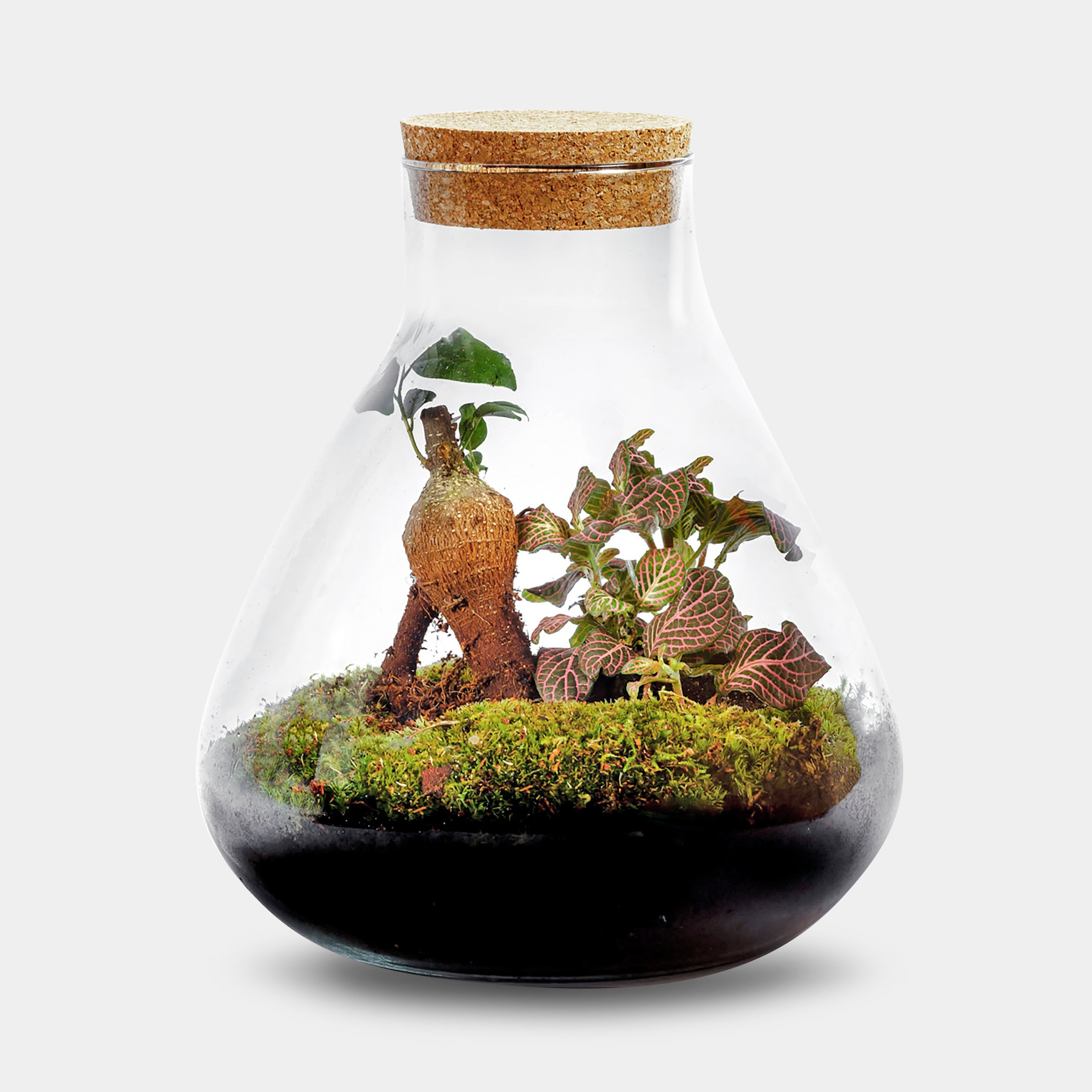 Erlenmeyer Medium  Bonsai - Terrarium - 20Cm