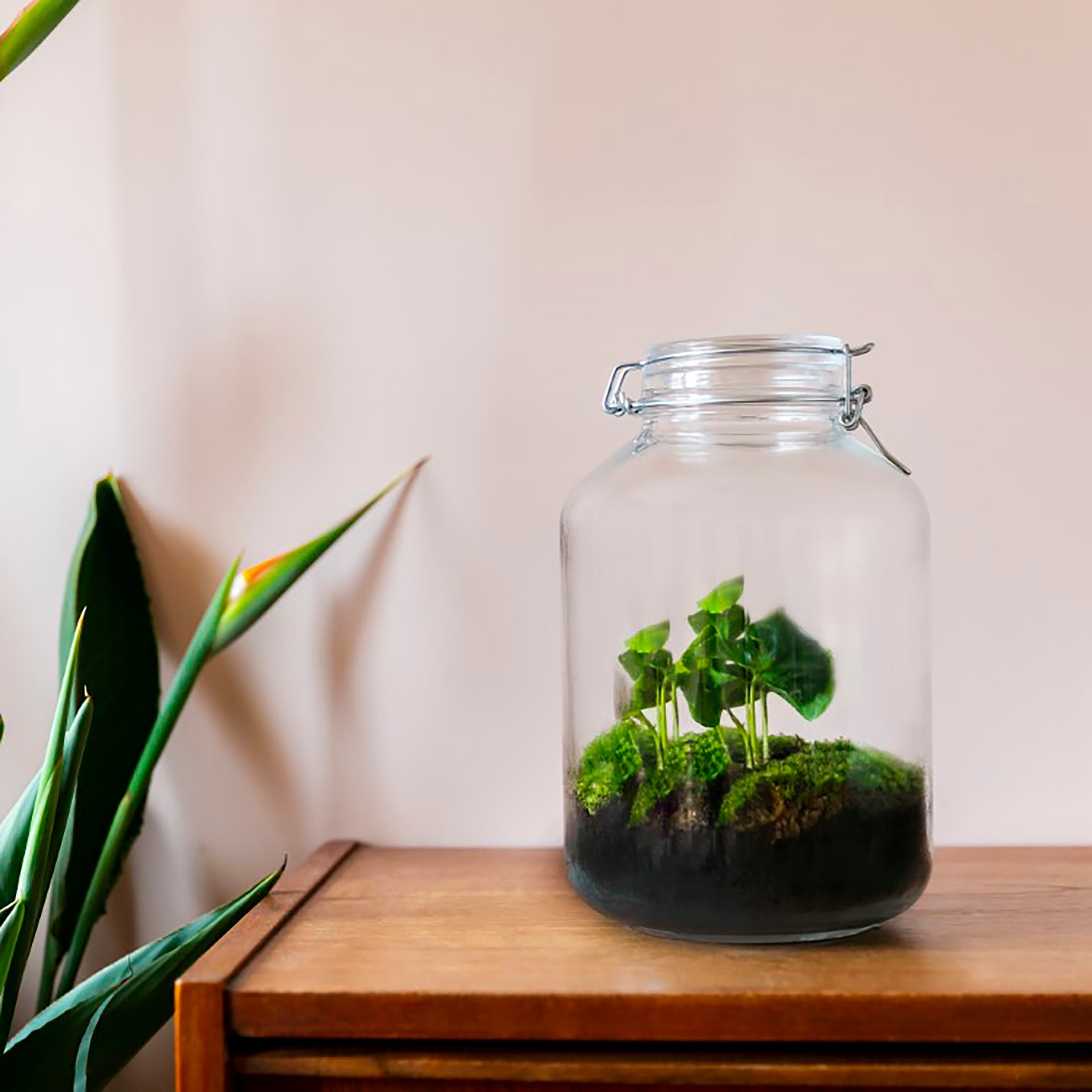 Gaia Coffea - Terrarium - 30Cm