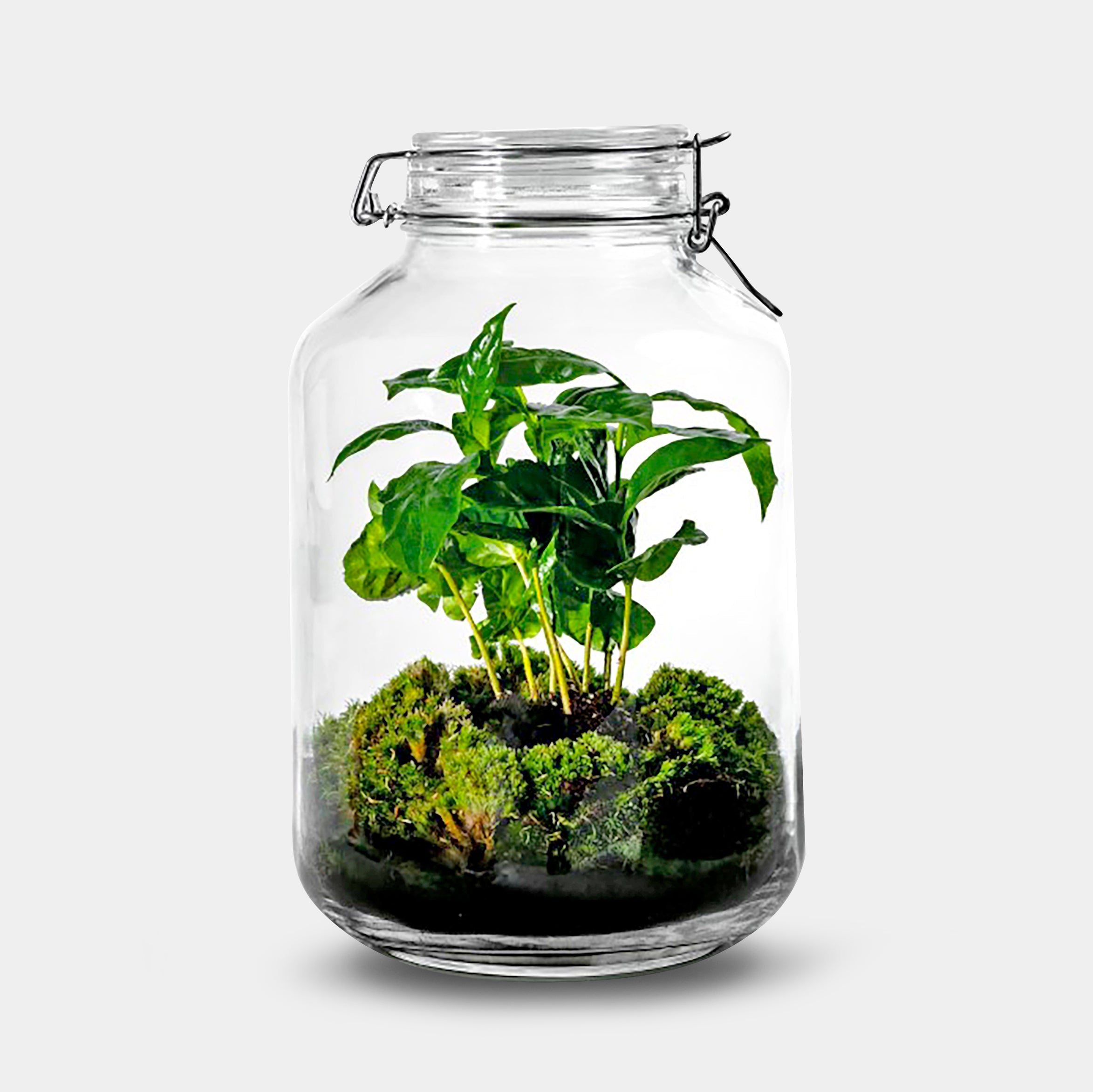 Gaia Coffea - Terrarium - 30Cm