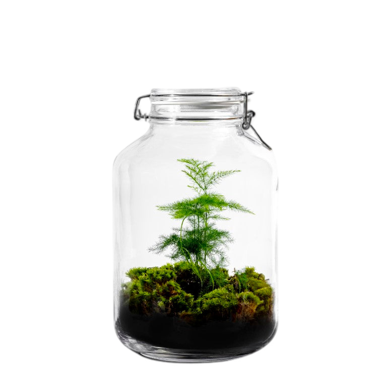 Gaia Asparagus- Terrarium - 30Cm