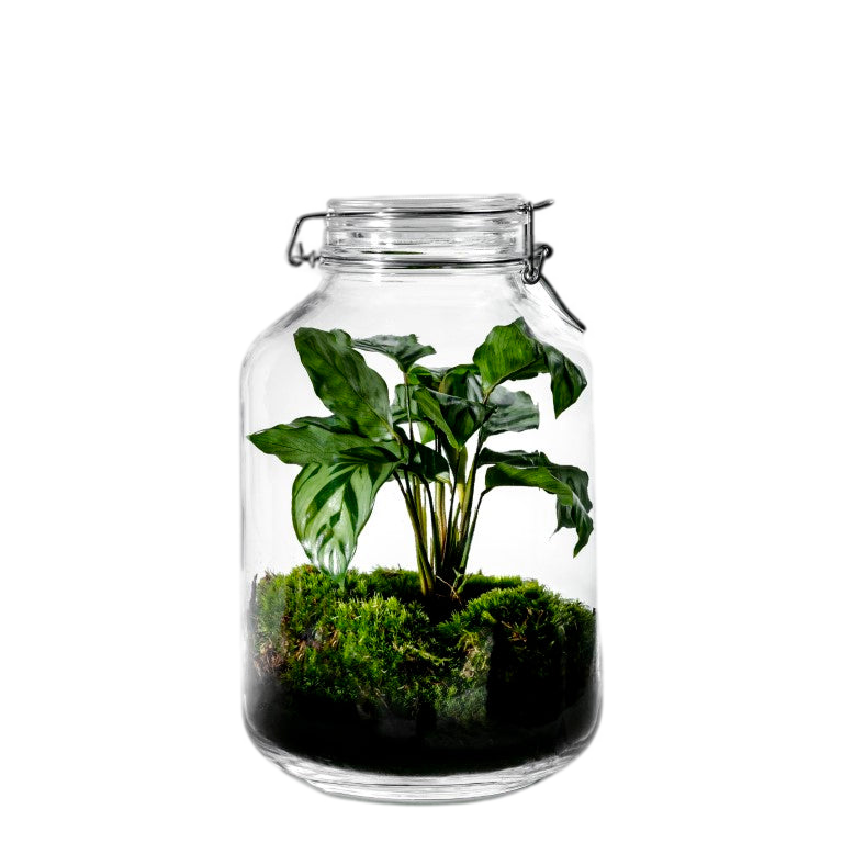 Gaia Calathea- Terrarium - 30Cm