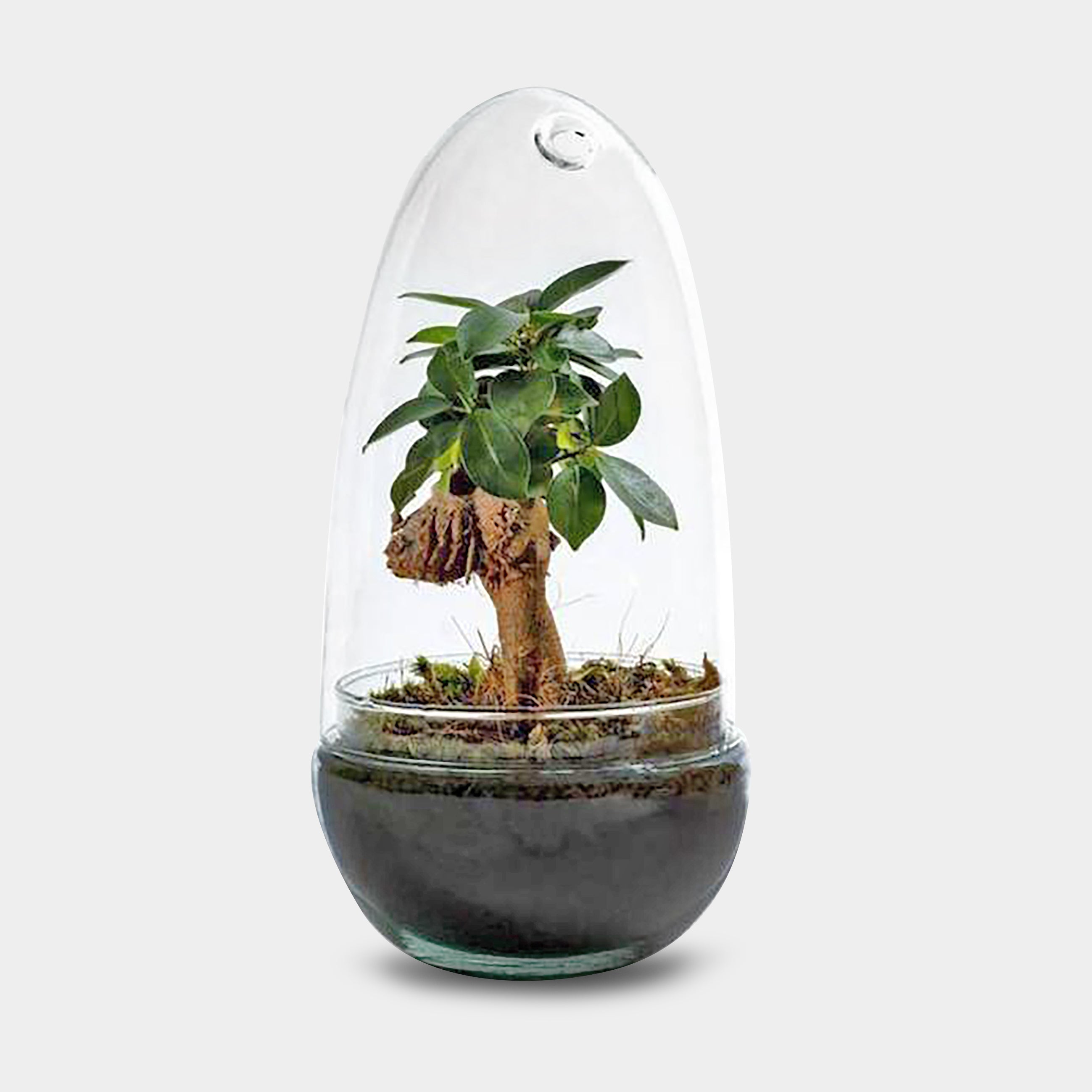 Egg Ficus Bonsai- Terrarium - 25Cm