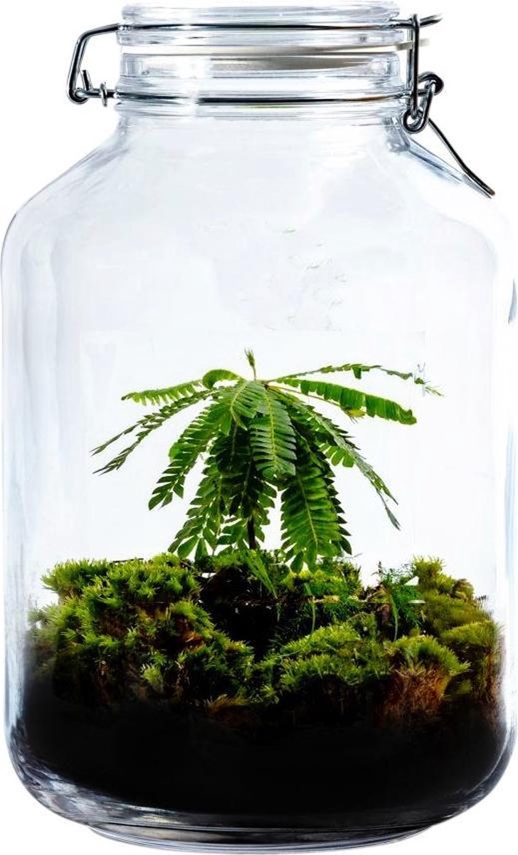 Gaia Biophytum - Terrarium - 30Cm